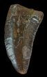 Dark, Carcharodontosaurus Tooth #52868-1